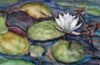 Waterlelie Witte Bloem